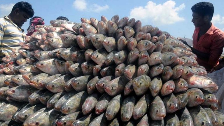 ইলিশের বড় চালান যাচ্ছে ভারতে