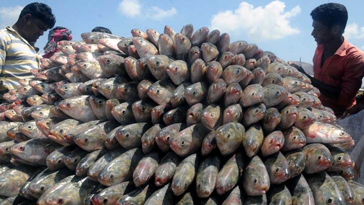 ইলিশের বড় চালান যাচ্ছে ভারতে 
