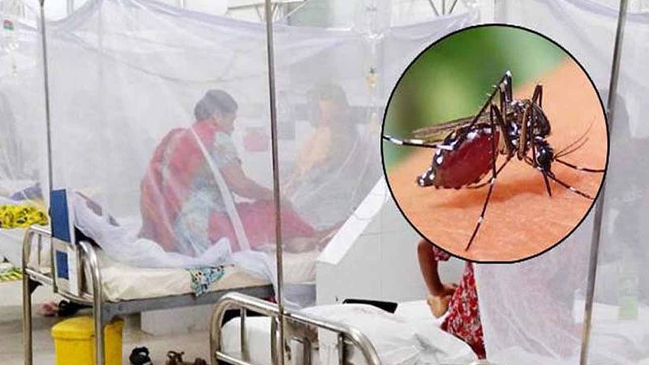 একদিনে ডেঙ্গুতে ২ মৃত্যু, হাসপাতালে ভর্তি ৩৬৪