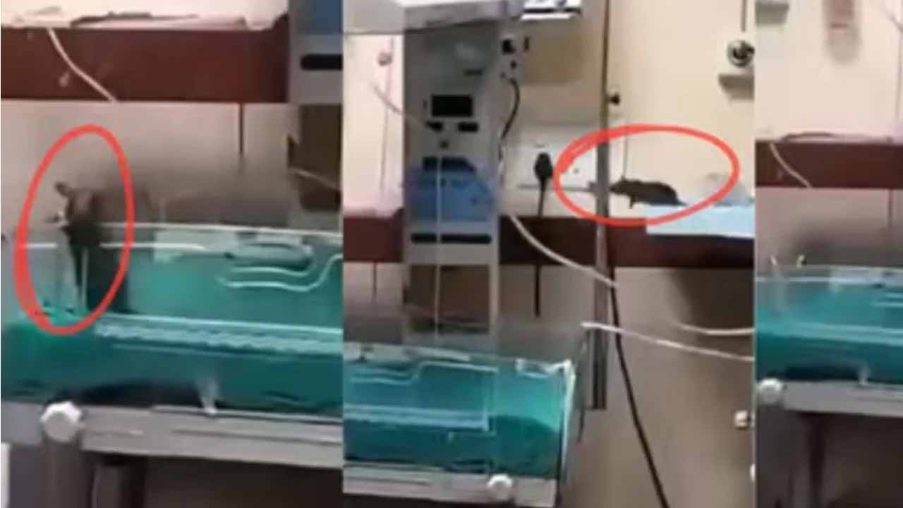 হাসপাতালেই ইঁদুরের কামড়ে প্রাণ গেল দুই নবজাতকের