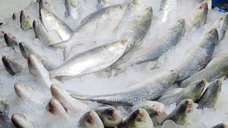 মা ইলিশ রক্ষায় বিমানবাহিনীর হেলিকপ্টার টহল