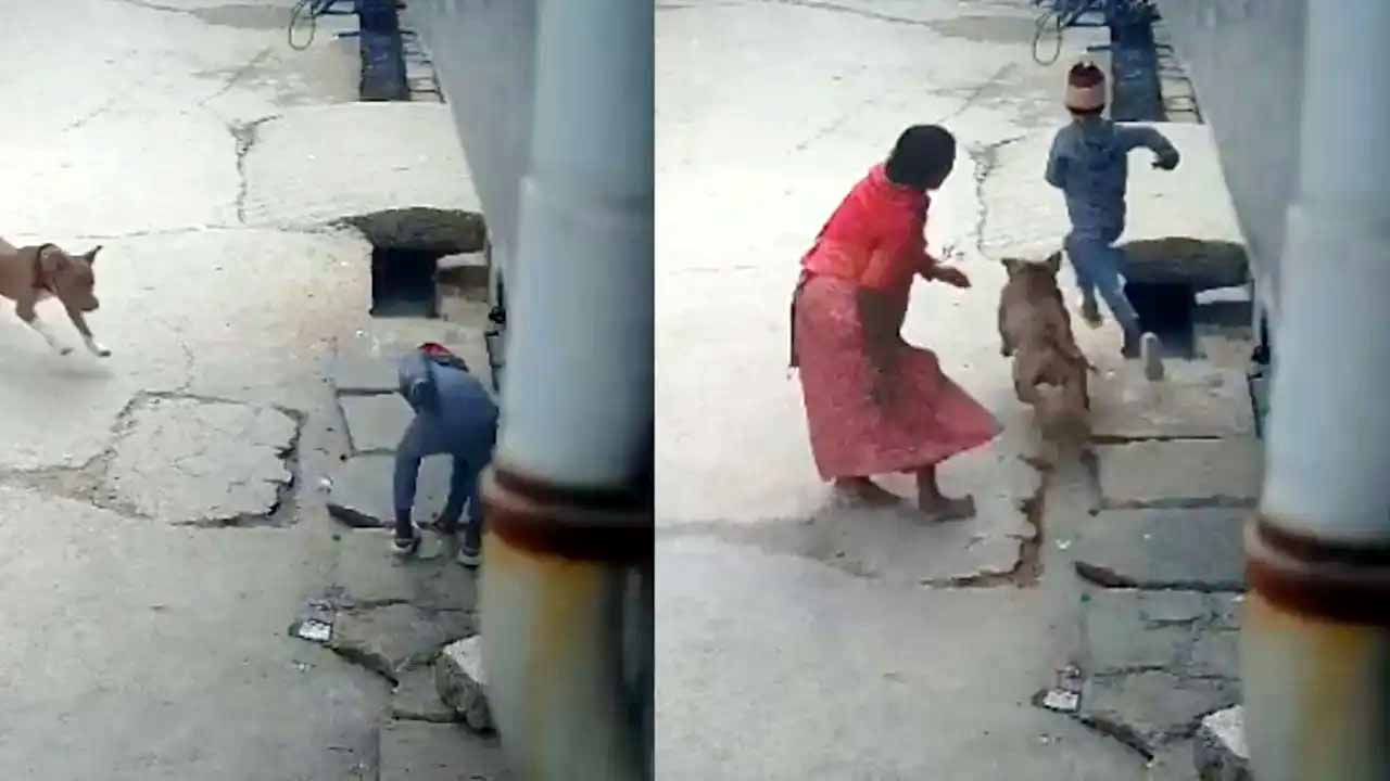 কুকুর কামড়ে কান ছিঁড়ে নিল শিশুর, মালিক গ্রেপ্তার