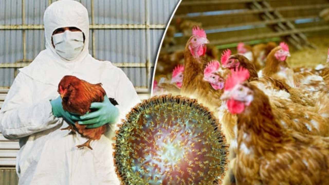 বার্ড ফ্লু: কোভিডের চেয়েও ভয়ঙ্কর মহামারীর আশঙ্কা